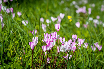 Fototapeta premium Cyclamen Cyprium flowers (Cyprus cyclamen)