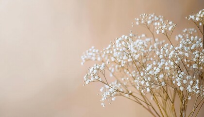 Naklejka premium delicate dried gypsophila flowers on a soft beige background, minimalist floral composition for romantic decor and design