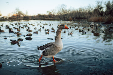 Closeup  White and brown ducks searching food and diving underwater to catch fish