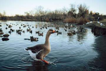 Closeup  White and brown ducks searching food and diving underwater to catch fish