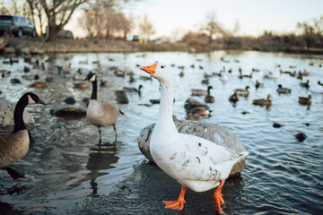 Closeup  White and brown ducks searching food and diving underwater to catch fish