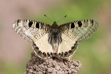 photos of flowers and butterflies in natural life