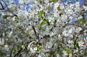 Cherry Blossoms in Spring wallpaper close up  