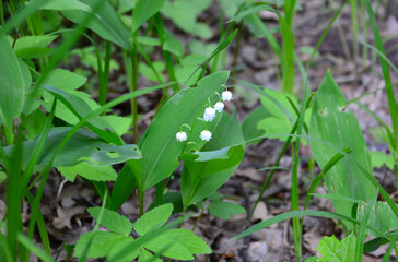 a plant of Lily of the Valley in Bloom wallpaper