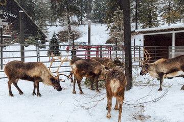 Reindeers Standing in a Snowy Enclosure with Other Deer in the Background