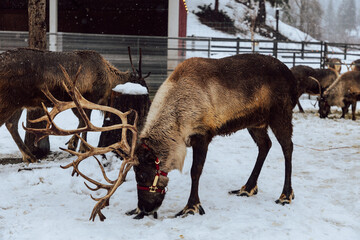 Reindeers Standing in a Snowy Enclosure with Other Deer in the Background