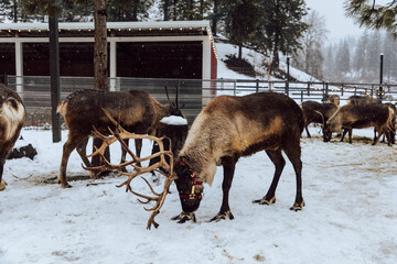 Reindeers Standing in a Snowy Enclosure with Other Deer in the Background