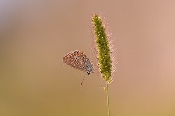 una farfalla licenide al tramonto