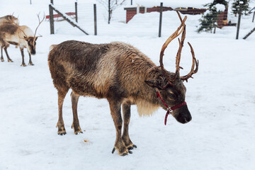 Reindeers Standing in a Snowy Enclosure with Other Deer in the Background