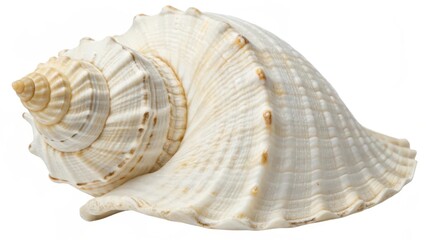 Obraz premium Single Seashell on White Background