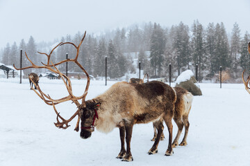 Reindeers Standing in a Snowy Enclosure with Other Deer in the Background