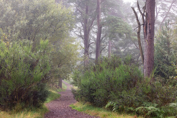 Tranquil Foggy Morning in Pentland Hills Regional Park, Scotland, Featuring a Forest Trail Surrounded by Wild Bushes, Ancient Pines, and Ferns, Immersed in a Dreamy, Peaceful Landscape