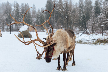 Reindeers Standing in a Snowy Enclosure with Other Deer in the Background