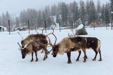 Reindeers Standing in a Snowy Enclosure with Other Deer in the Background