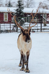 Reindeers Standing in a Snowy Enclosure with Other Deer in the Background