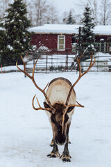 Reindeers Standing in a Snowy Enclosure with Other Deer in the Background