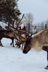 Reindeers Standing in a Snowy Enclosure with Other Deer in the Background