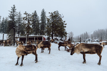 Reindeers Standing in a Snowy Enclosure with Other Deer in the Background