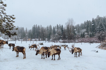 Reindeers Standing in a Snowy Enclosure with Other Deer in the Background