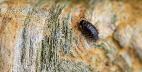 Close up of Gray Pill Bug on Rust Orange Rock