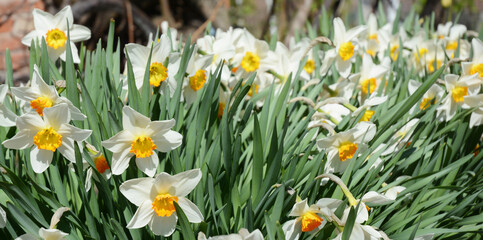 Obraz premium Blooming snow-white daffodils in early spring. Panoramic photo.