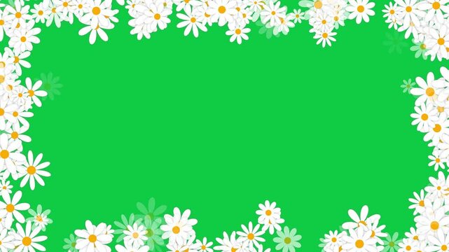 spring daisy flowers border frame on green background animation, nature springtime cosmetics and beauty social media motion  design element	