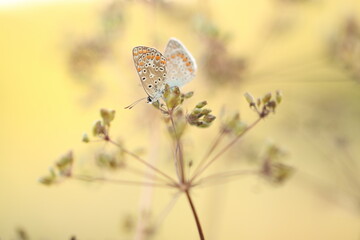 una farfalla licenide al tramonto