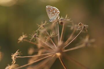 una farfalla licenide al tramonto