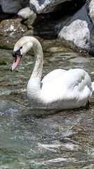 Elegant swan swimming rocky stream