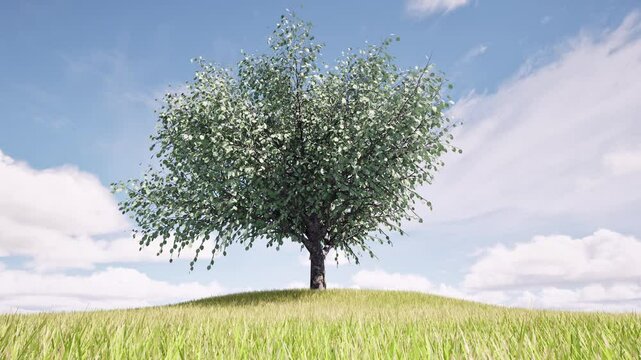 one lonely tree on a grassy hill