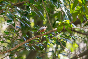 ヤマガラの枝止まり