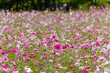 秋のコスモス畑