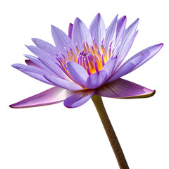 Fototapeta premium Purple water lily isolated on a transparent background