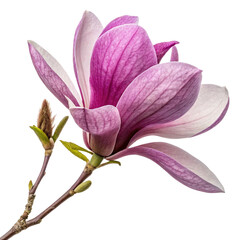 Obraz premium Purple magnolia flower isolated on a transparent background