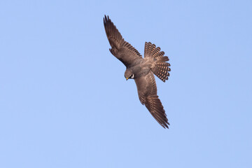 Eurasian Hobby