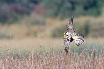 Eurasian Hobby