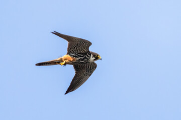 Eurasian Hobby
