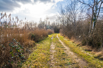 Meandering dirt path through tall grasses in a serene landscape during early afternoon light