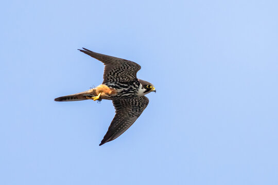 Eurasian Hobby