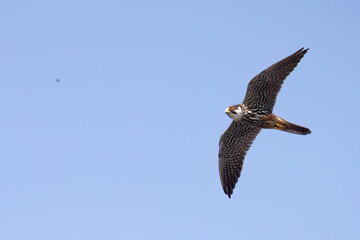 Eurasian Hobby