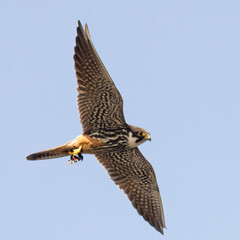 Eurasian Hobby