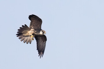 Eurasian Hobby