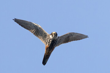 Eurasian Hobby