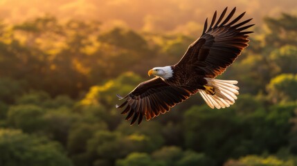 Fototapeta premium Eco-Resilience Visual Majestic Bald Eagle Soaring in Golden Light - Wilderness Conservation Storytelling for Climate-Conscious Brands and Environmental Narrative