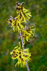 Witch hazel branch with flowers