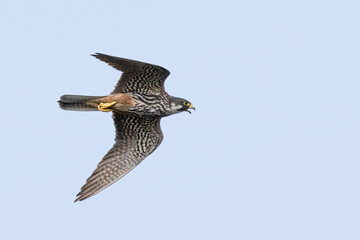 Eurasian Hobby