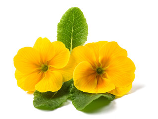 Yellow primroses