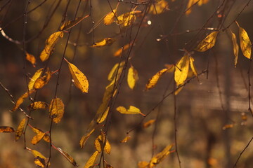 foglie nel bosco in autunno