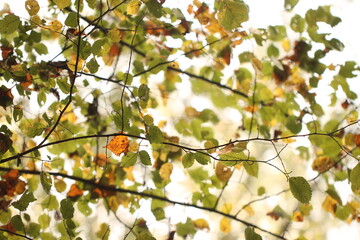 foglie nel bosco in autunno