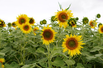 Obraz premium Sun flower in Gundlupet 
